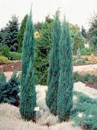 Baštenske sadnice, Četinari, Novo, Plava raketa - Juniperus blue arrow