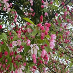 Ukrasna japanska jabuka - Malus floribunda