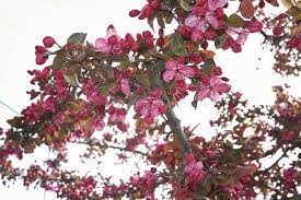 Baštenske sadnice, Lišćarsko drveće, Novo, Ukrasna japanska jabuka- Malus floribunda