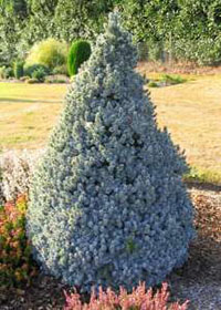 Baštenske sadnice, Četinari, Novo, Plava patuljasta smrča - Picea glauca conica 'Sanders blue'