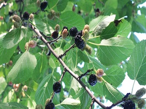 Baštenske sadnice, Lišćarsko drveće, - Crni dud - Morus nigra