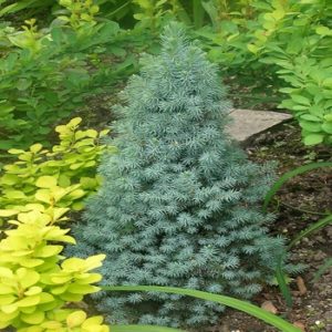 Plava patuljasta smrča - Picea glauca conica 'Sanders blue'