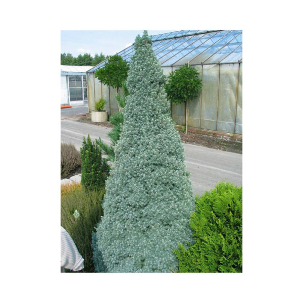 ČETINARI, - Picea Glauca Conica 'Sanders Blue'