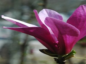- Magnolija ljubičasta - Magnolija Liliflora