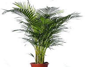 - Areka palma - Bambusova palma - Dypsis lutescens