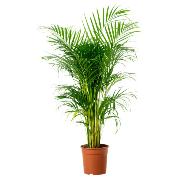 Lisno dekorativno, Novo, Sobne biljke, Areka palma - Dypsis lutenses