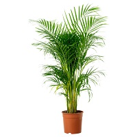 Areka palma - Dypsis lutenses