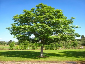 Baštenske sadnice, Lišćarsko drveće, Novo, - Jasen beli - Fraxinus excelsior
