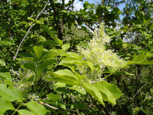 Baštenske sadnice, Lišćarsko drveće, Novo, Jasen beli - Fraxinus excelsior