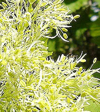 Jasen beli - Fraxinus excelsior