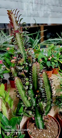 Lisno dekorativno, Novo, Sobne biljke, Euphorbia trigona