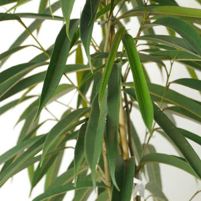 Lisno dekorativno, Novo, Sobne biljke, Ficus maclellandii ’Alii’