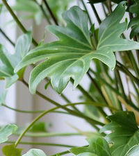 Novo, Sobne biljke, Lisno dekorativno, Filodendron - Philodendron xanadu