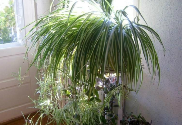 Lisno dekorativno, Novo, Sobne biljke, Hlorofitum - Chrolophytum comosum