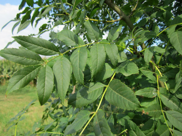 Baštenske sadnice, Lišćarsko drveće, Novo, Jasen beli - Fraxinus excelsior