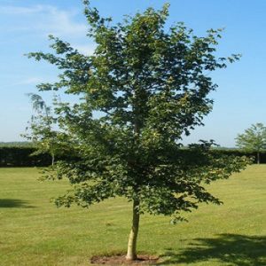 Lišćarsko drveće, Jasen beli - Fraxinus excelsior
