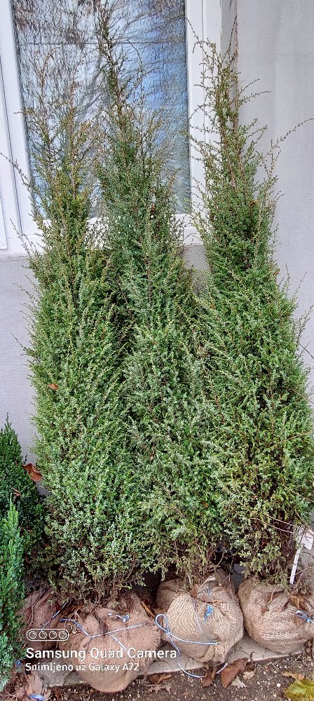 Baštenske sadnice, Četinari, Novo, Kleka - Juniperus communis “Hibernica”