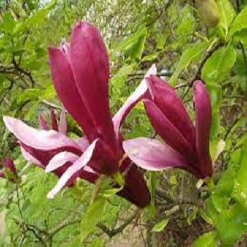 Baštenske sadnice, Lišćarsko drveće, Magnolije, Magnolija ljubičasta - Magnolija Liliflora