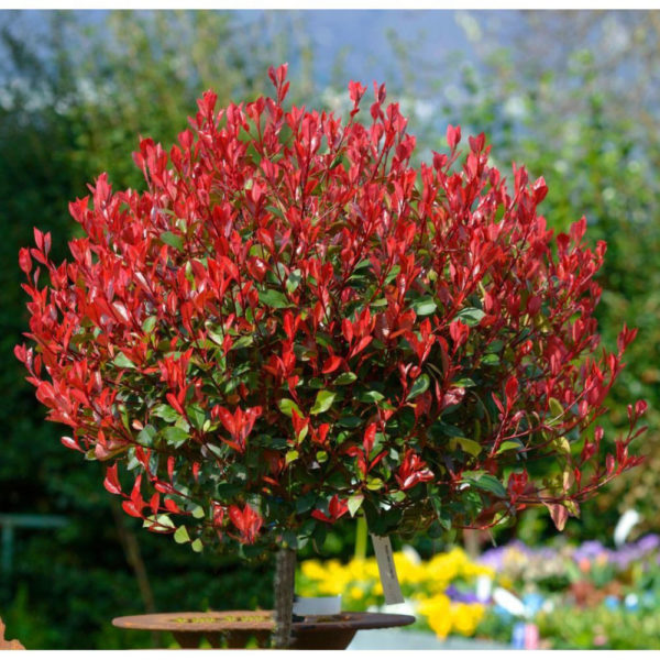 Baštenske sadnice, Lišćarsko drveće, - Fotinija stablašica - Fotinija ‘Red Robin’