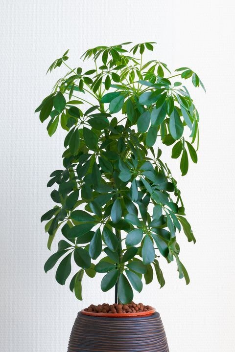 Lisno dekorativno, Novo, Sobne biljke, Šeflera - Schefflera actinophylla