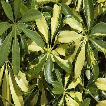 Lisno dekorativno, Sobne biljke, Sobna biljka šeflera - Schefflera actinophylla