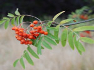 Baštenske sadnice, Lišćarsko drveće, - Jerebika - Sorbus aucuparia