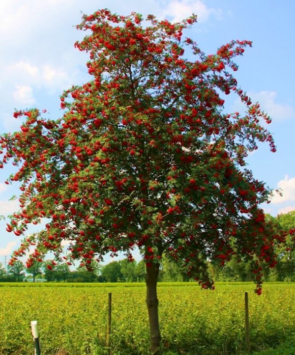 Baštenske sadnice, Lišćarsko drveće, Novo, Jerebika - Sorbus aucuparia