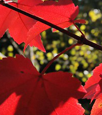 Baštenske sadnice, Lišćarsko drveće, Novo, Crveni javor - Acer rubrum October Glory
