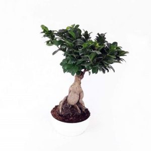 Novo, Sobne biljke, Lisno dekorativno, Bonsai fikus Ginseng - Ficus bonsai Ginseng