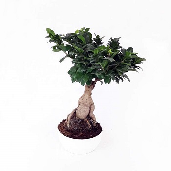 Lisno dekorativno, Novo, Sobne biljke, Bonsai fikus Ginseng - Ficus bonsai Ginseng