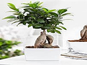 Novo, Sobne biljke, Lisno dekorativno, - Bonsai fikus Ginseng - Ficus bonsai Ginseng