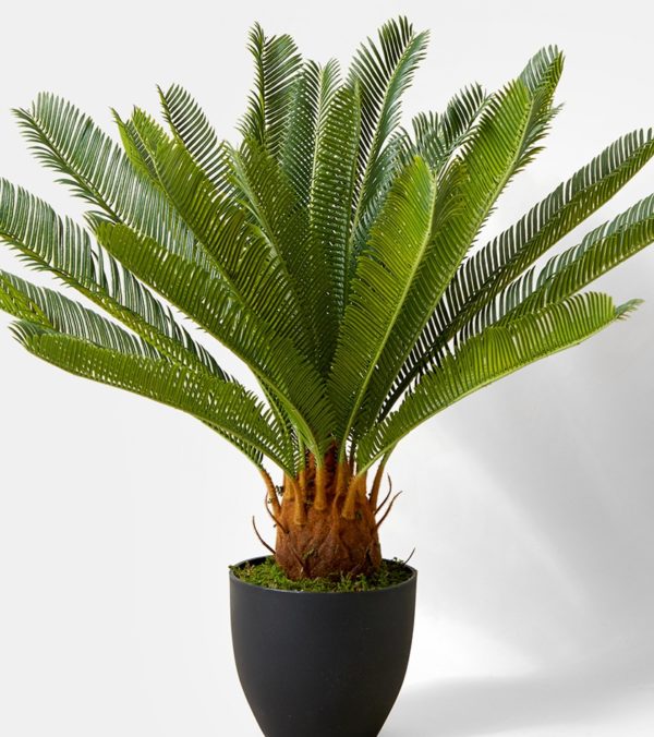 Lisno dekorativno, Novo, Sobne biljke, Cikas palma - Cycas revoluta