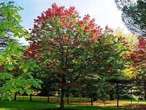 Baštenske sadnice, Lišćarsko drveće, - Crveni javor - Acer rubrum October Glory
