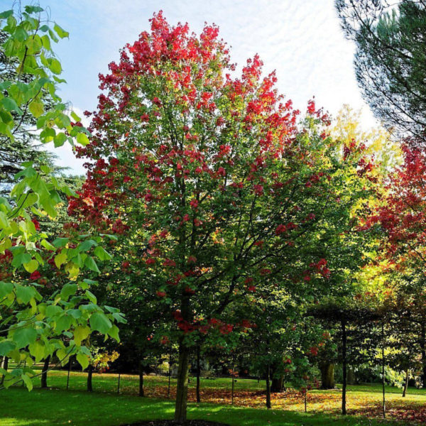 Baštenske sadnice, Lišćarsko drveće, Novo, Crveni javor - Acer rubrum October Glory