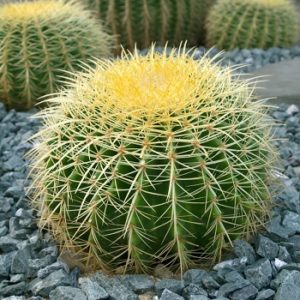 Ehino Kaktusi - Echinocactus grusonii