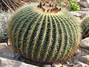 - Kaktusi - Echinocactus grusonii