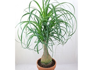 Novo, Sobne biljke, Lisno dekorativno, - Slonovo stopalo - Beaucarnea recurvata