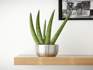 Novo, Sobne biljke, Lisno dekorativno, Kaktusi i sukulenti, - Sanseverija cilindrična - Sanseveria cylindrica