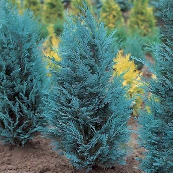 Baštenske sadnice, Četinari, Novo, Pačempres - Chamaecyparis lawsoniana 'Blue suprise'