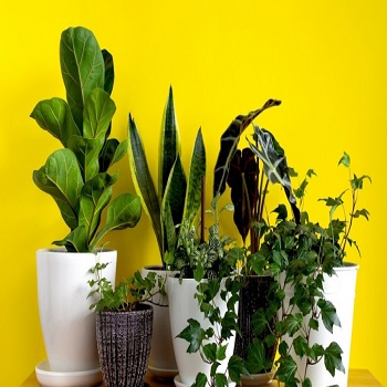 Lisno dekorativno, Sobne biljke, Lirasti fikus ili fikus smokva  - Ficus lirata