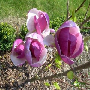 Rustična magnolija - Magnolia ''Lenei''