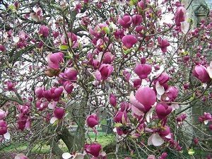 - Rustična magnolija - Magnolia Lenei