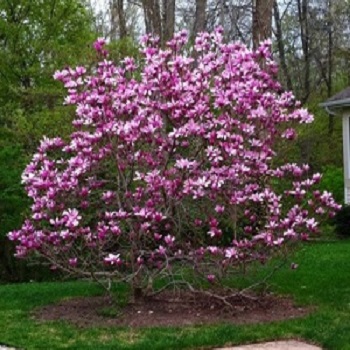 Baštenske sadnice, Lišćarsko drveće, Magnolije, Ljubičasta magnolija - Magnolia Nigra
