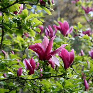 Magnolia Nigra