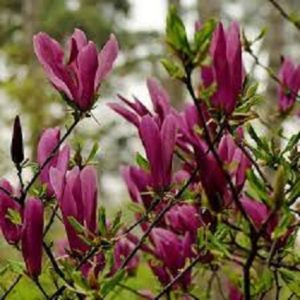 Magnolija - Magnolia ''Suzan''