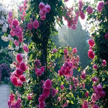 Baštenske sadnice, Ruže (Rosa sp.), Ruže puzavice