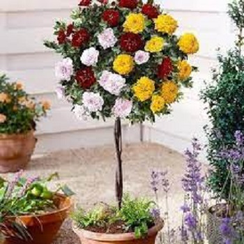 Baštenske sadnice, Novo, Ruže (Rosa sp.), Ruže stablašice