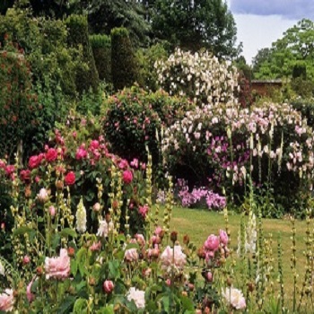 Baštenske sadnice, Ruže (Rosa sp.), Ruže  buketuše - žbunaste vrtne ruže
