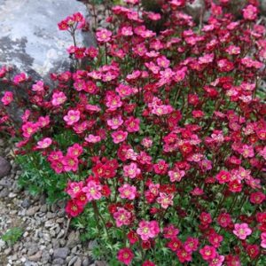 Kamenika - Saxifraga rosacea