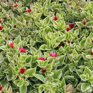 - Jadranska lepotica - Aptenia cordifolia